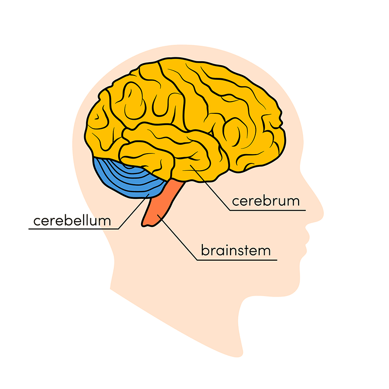 Figure 3. Human Brain